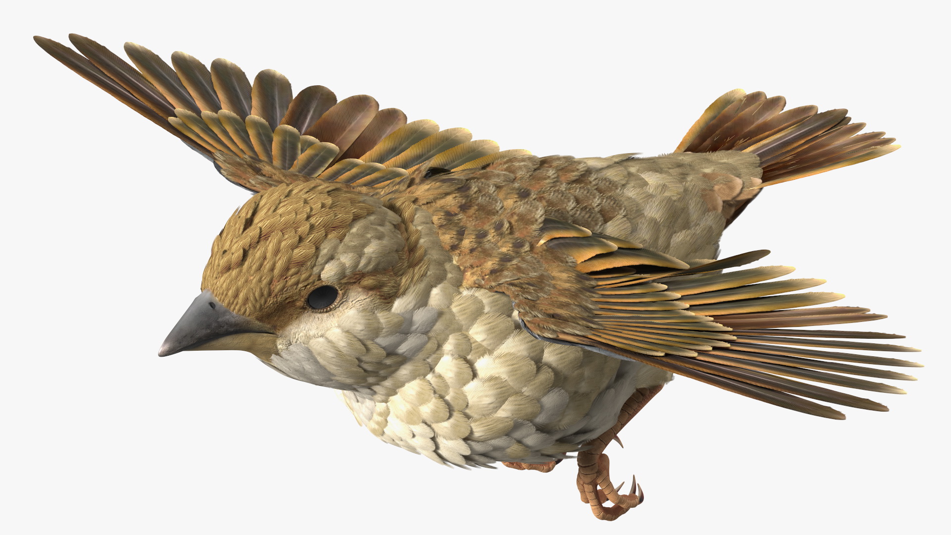 3D model House Sparrow Rigged