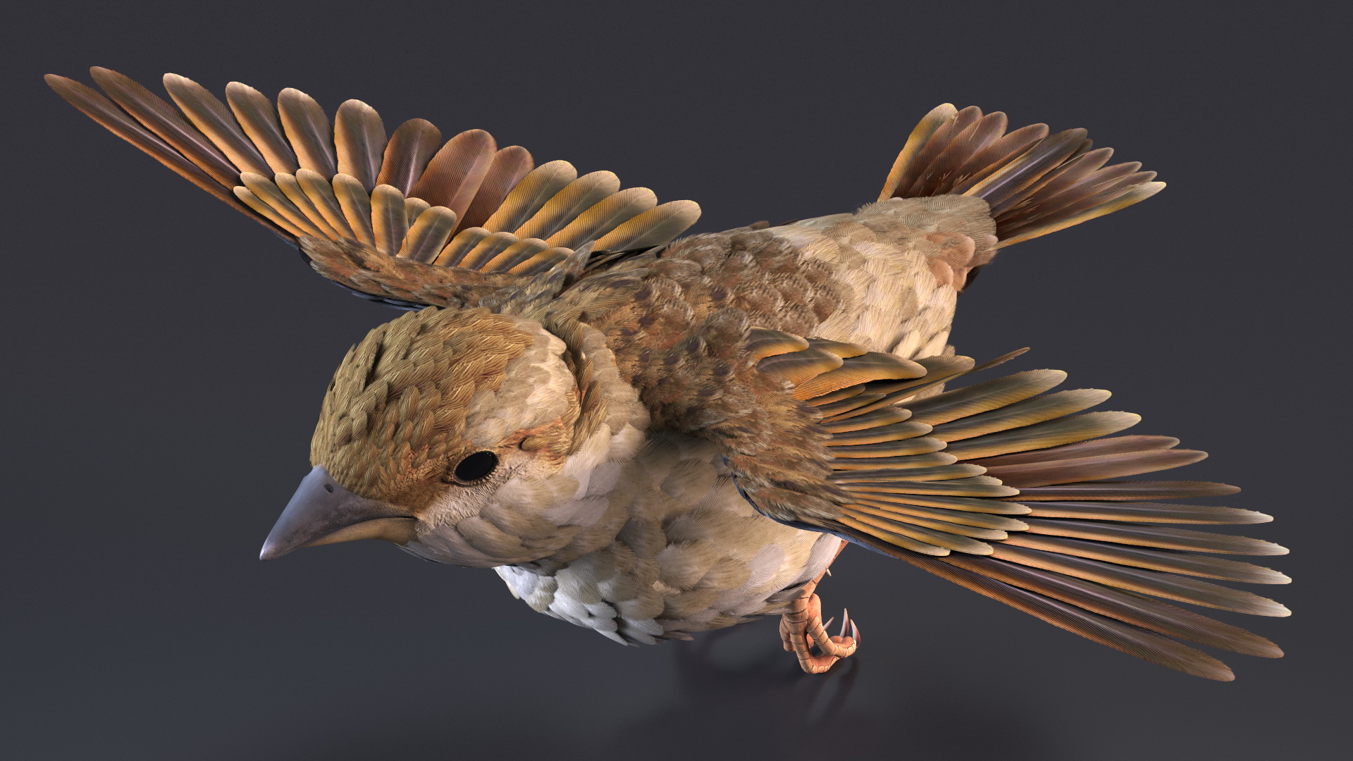 3D model House Sparrow Rigged