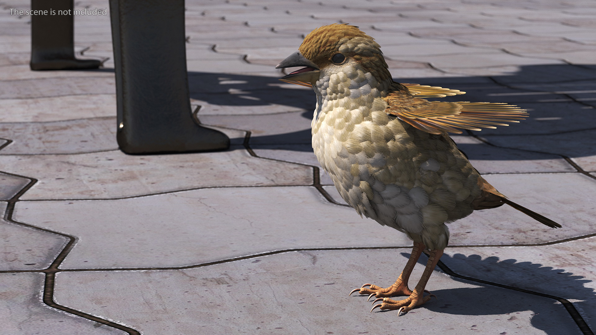 3D model House Sparrow Rigged