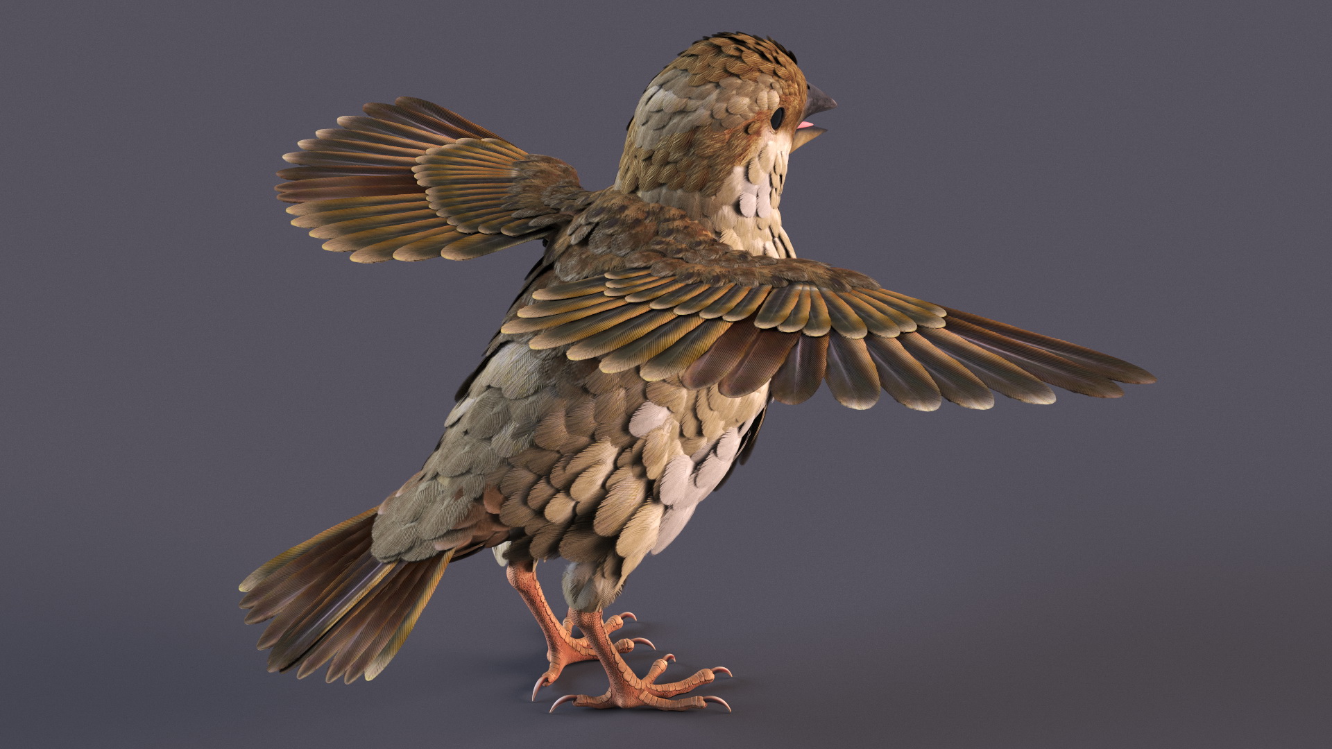 3D model House Sparrow Rigged