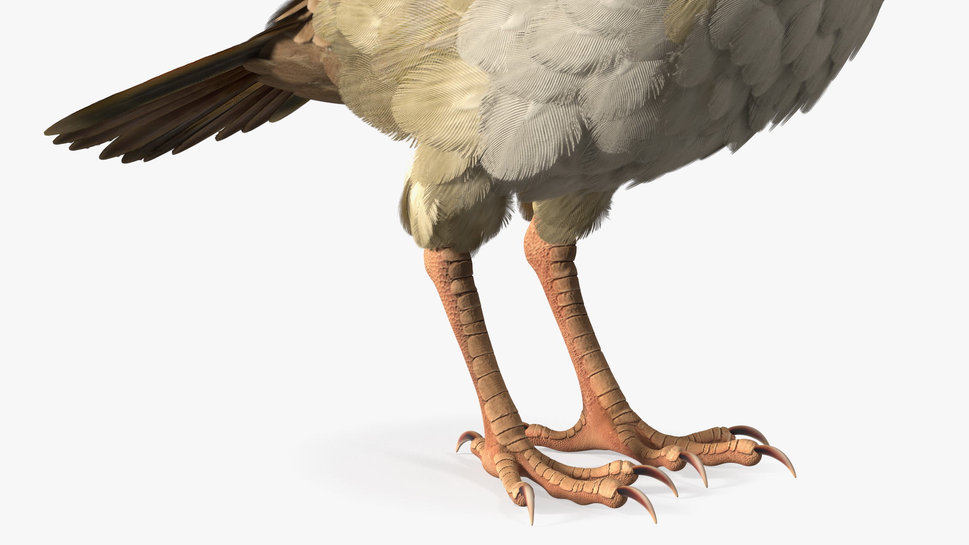 3D model House Sparrow Rigged
