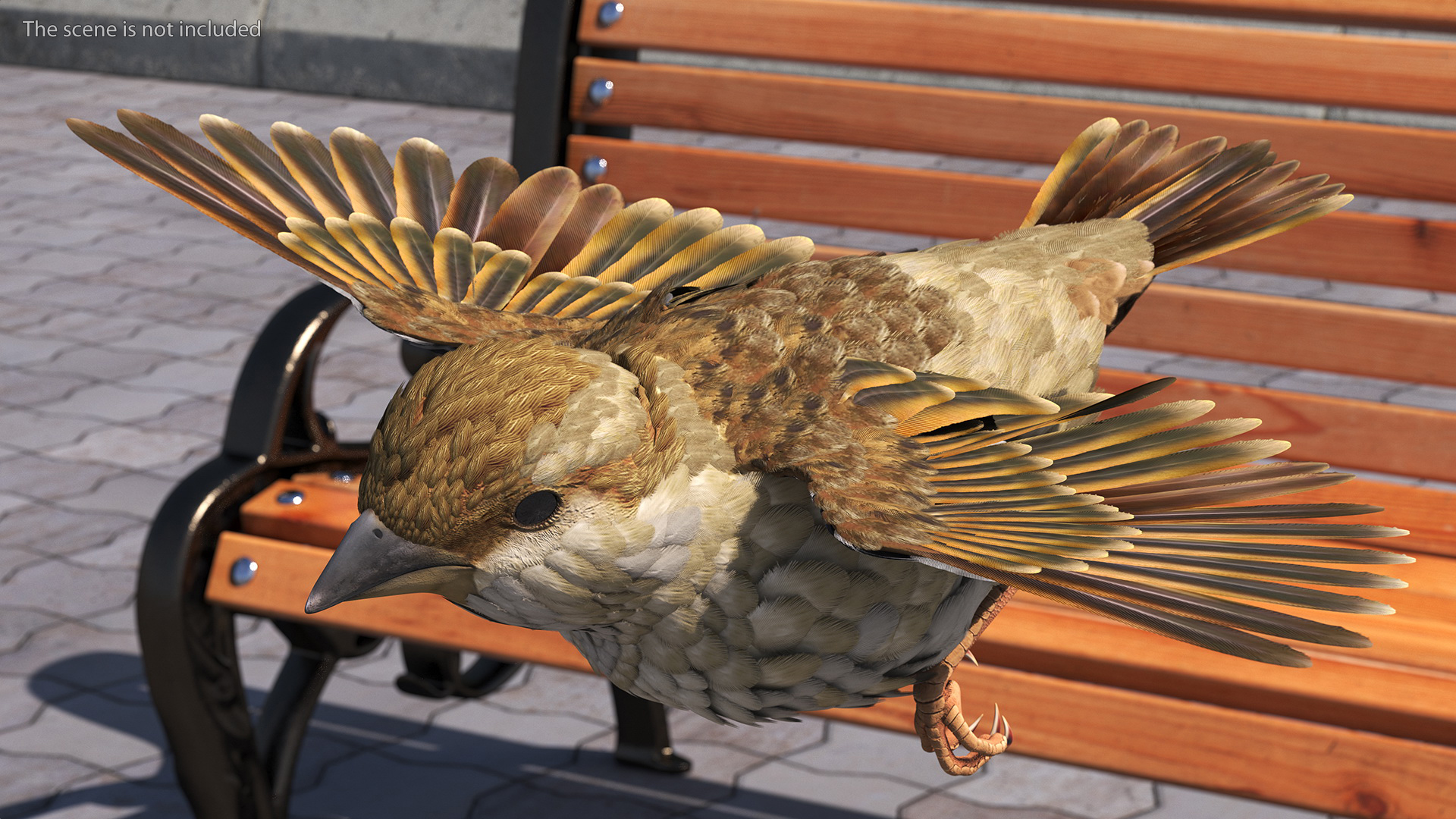 3D model House Sparrow Rigged