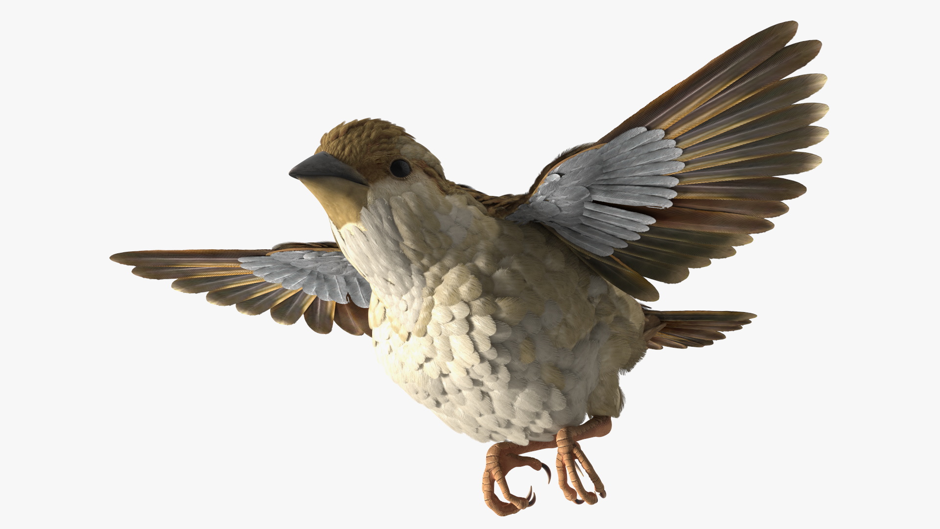 3D model House Sparrow Rigged