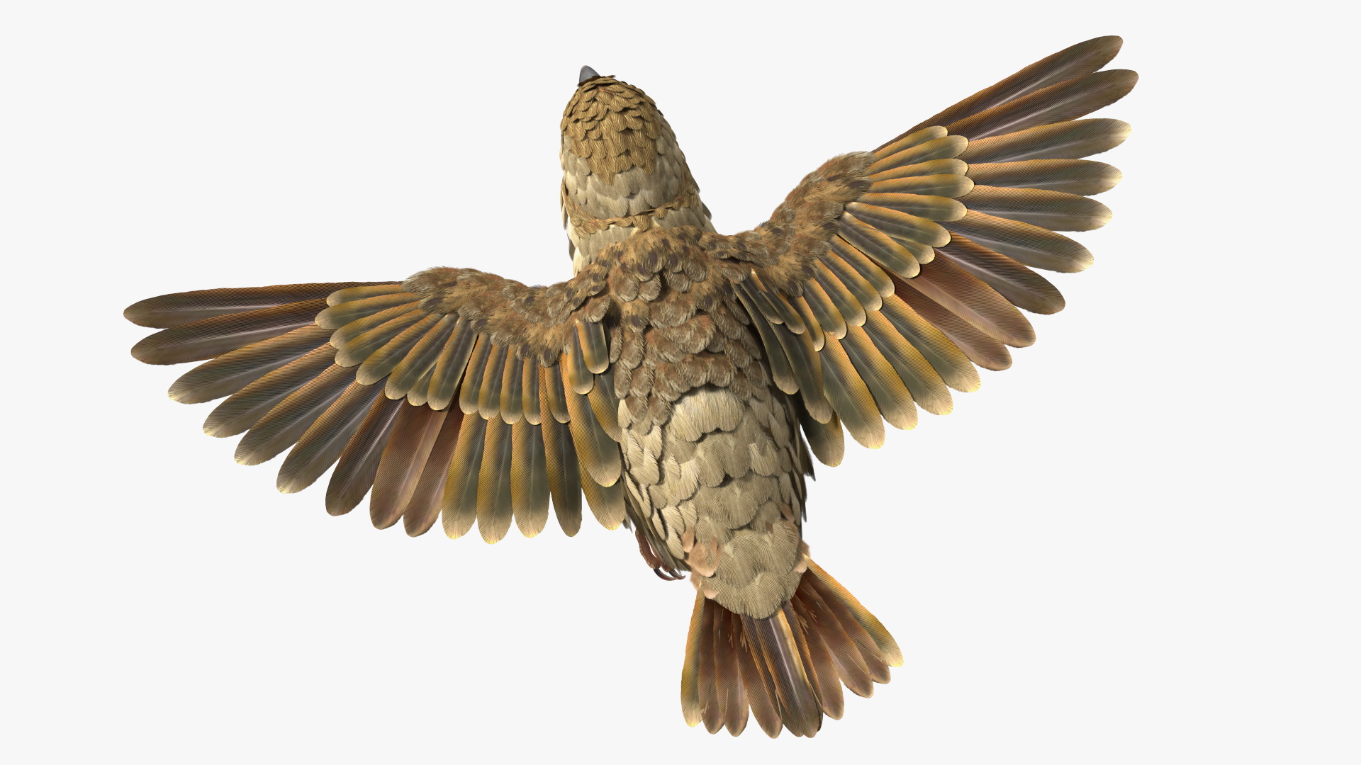 3D model House Sparrow Rigged