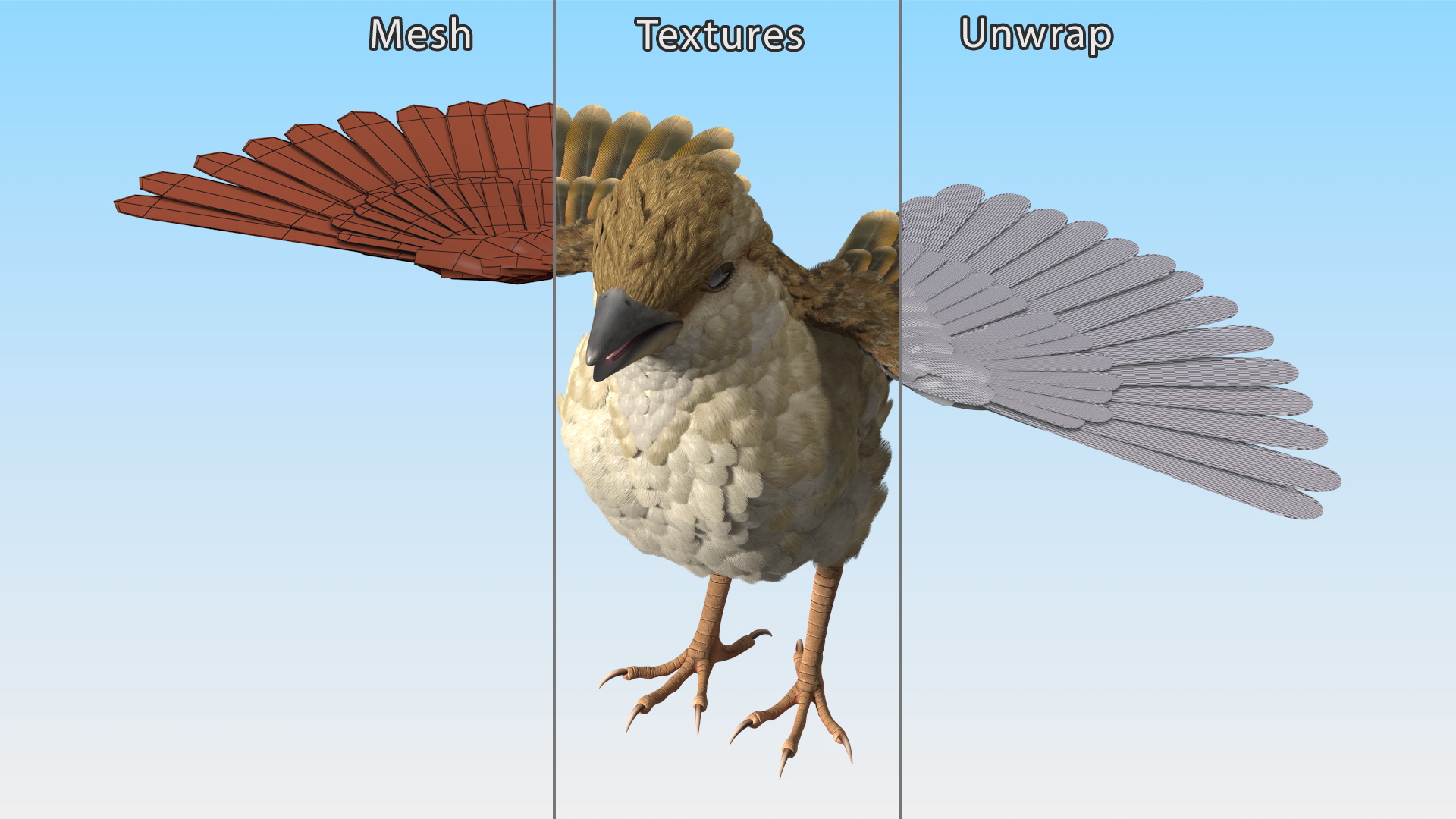 3D model House Sparrow Rigged