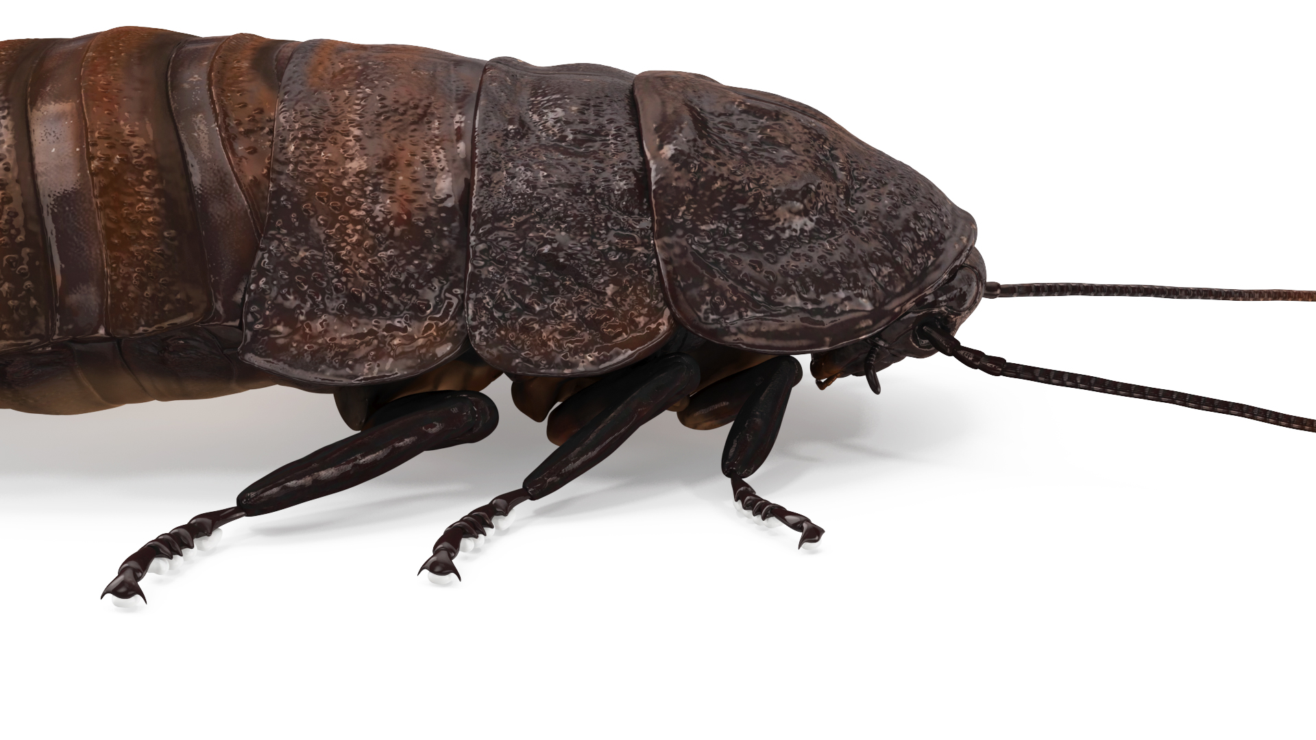 3D Wood Feeding Cockroach Rigged for Maya model