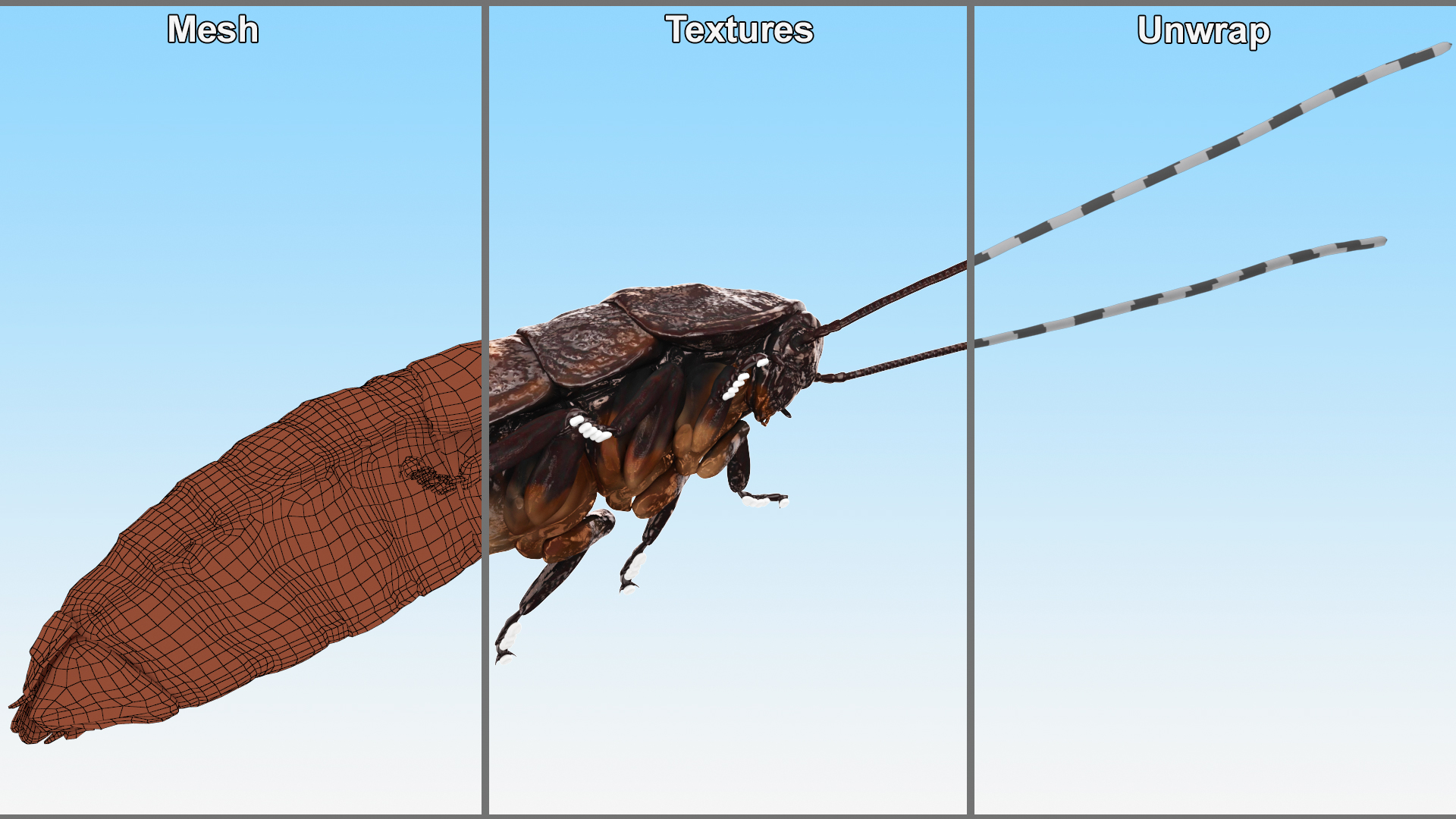 3D Wood Feeding Cockroach Rigged for Maya model