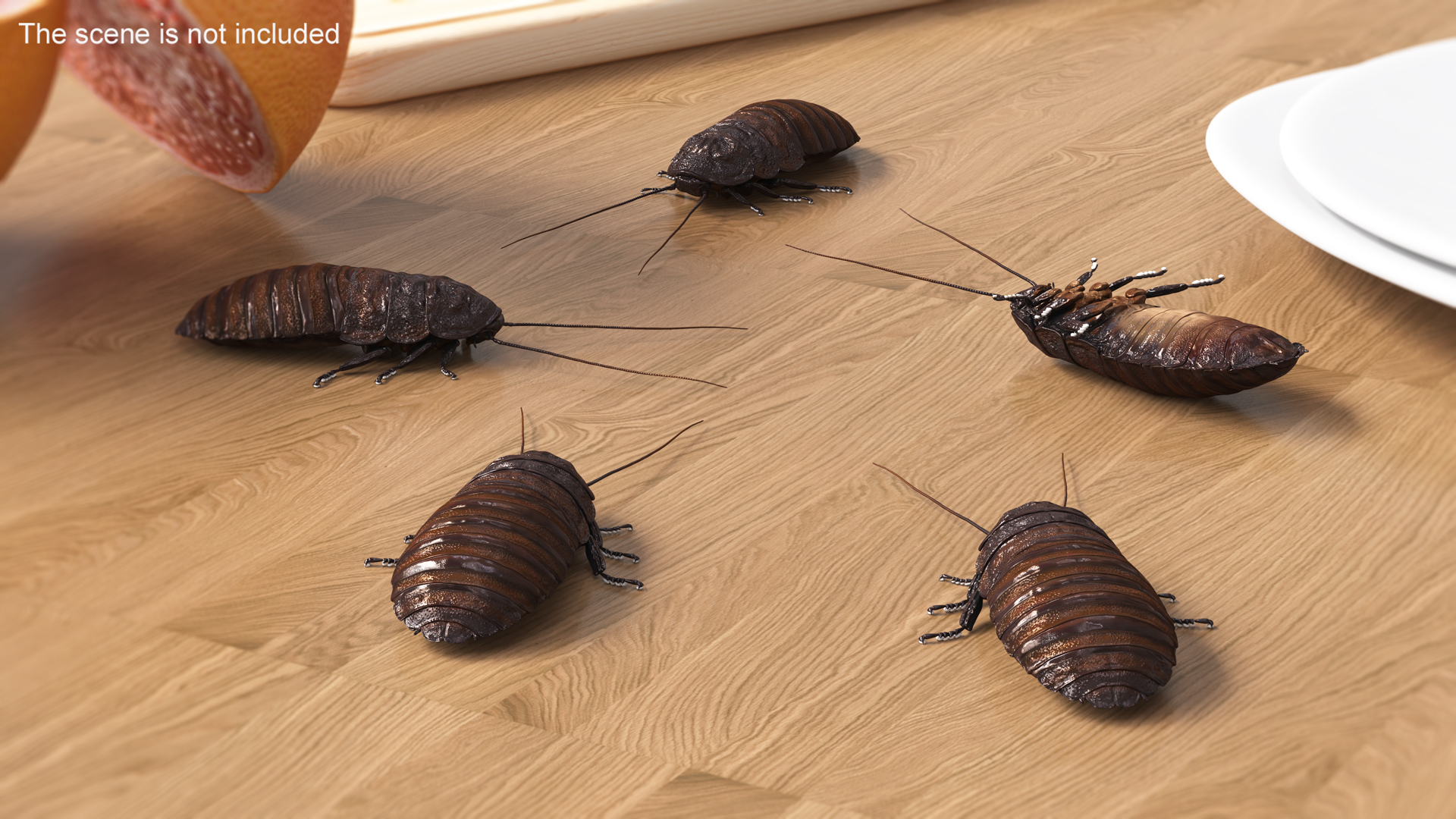3D Wood Feeding Cockroach Rigged for Maya model