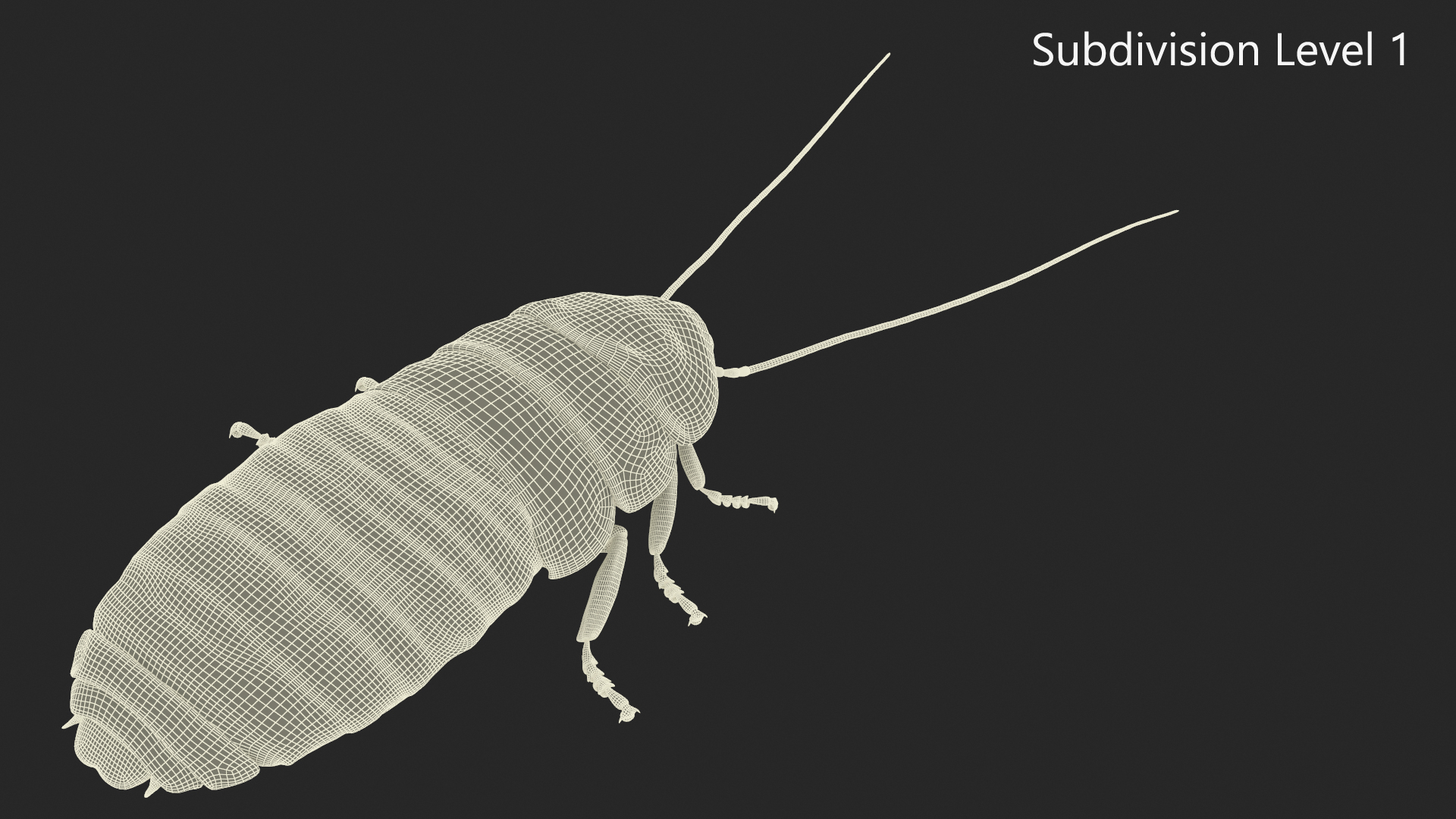 3D Wood Feeding Cockroach Rigged for Maya model