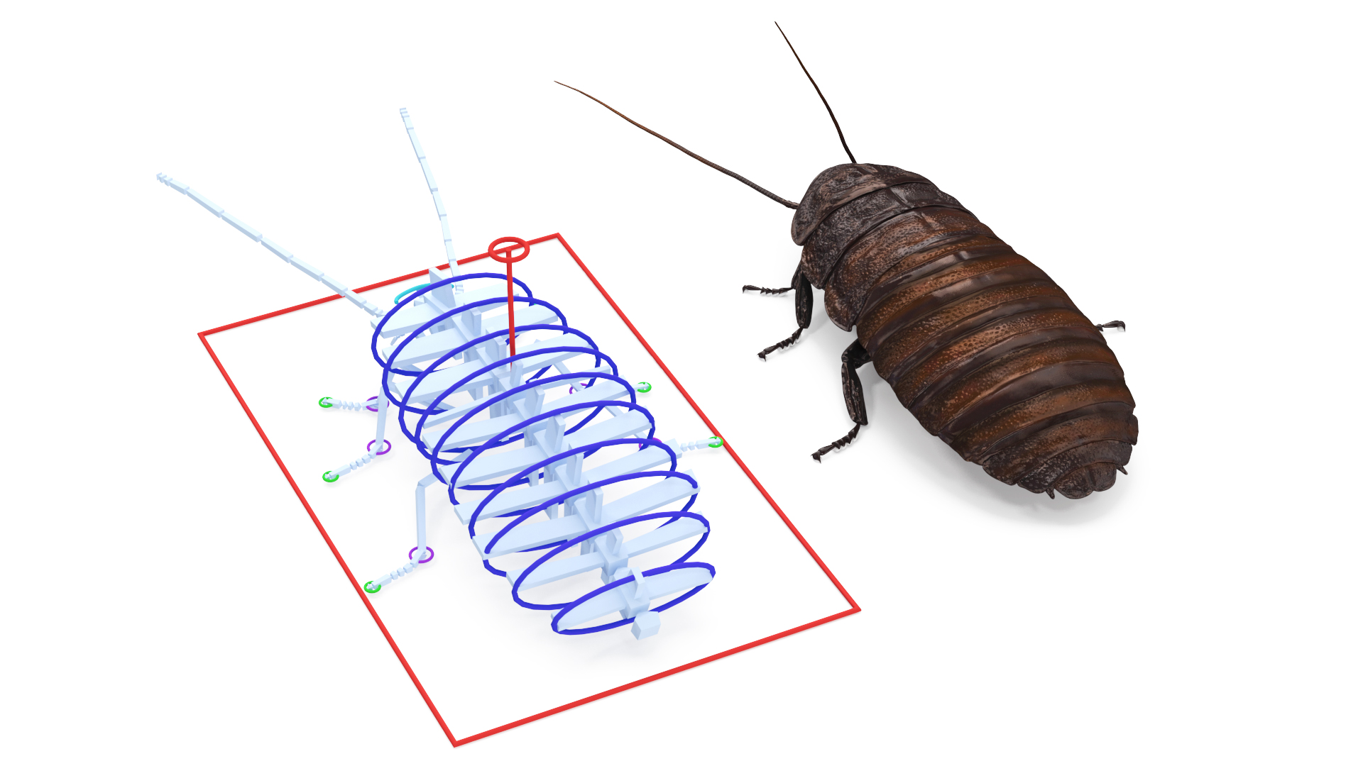 3D Wood Feeding Cockroach Rigged for Maya model