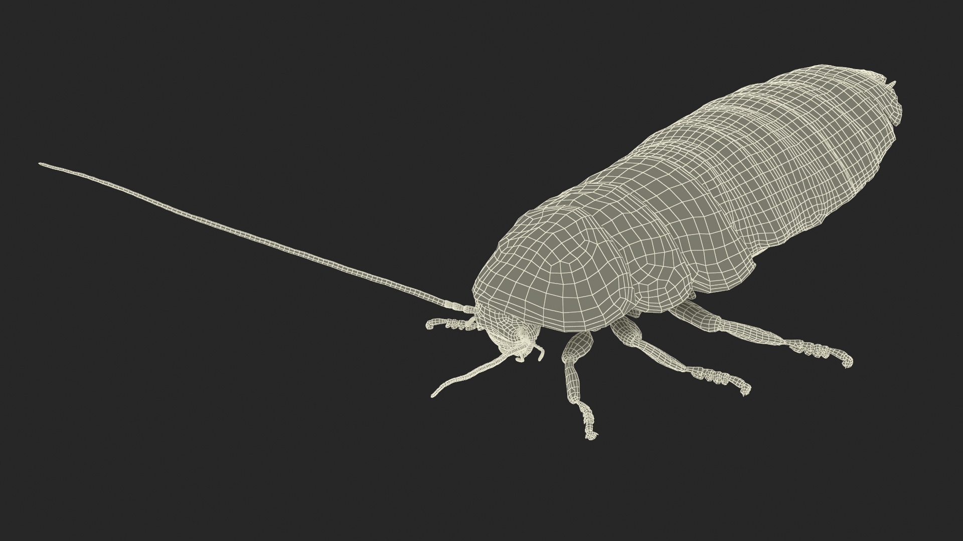 3D Wood Feeding Cockroach Rigged for Maya model