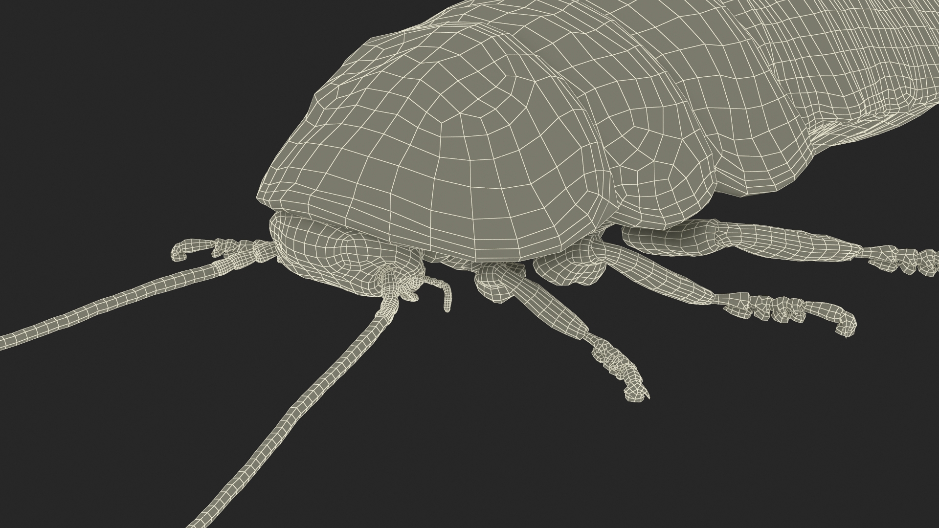 3D Wood Feeding Cockroach Rigged for Maya model