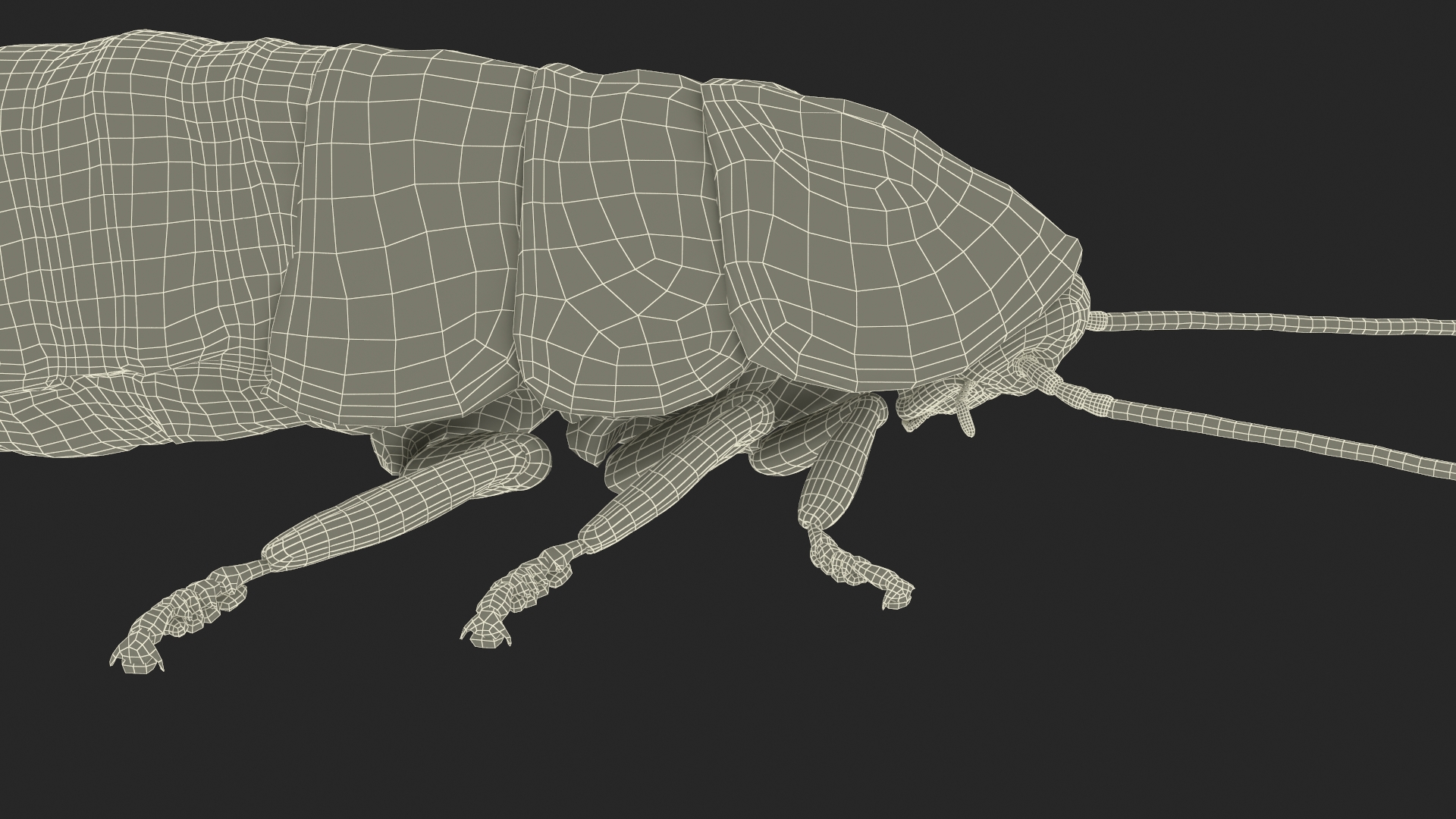 3D Wood Feeding Cockroach Rigged for Maya model