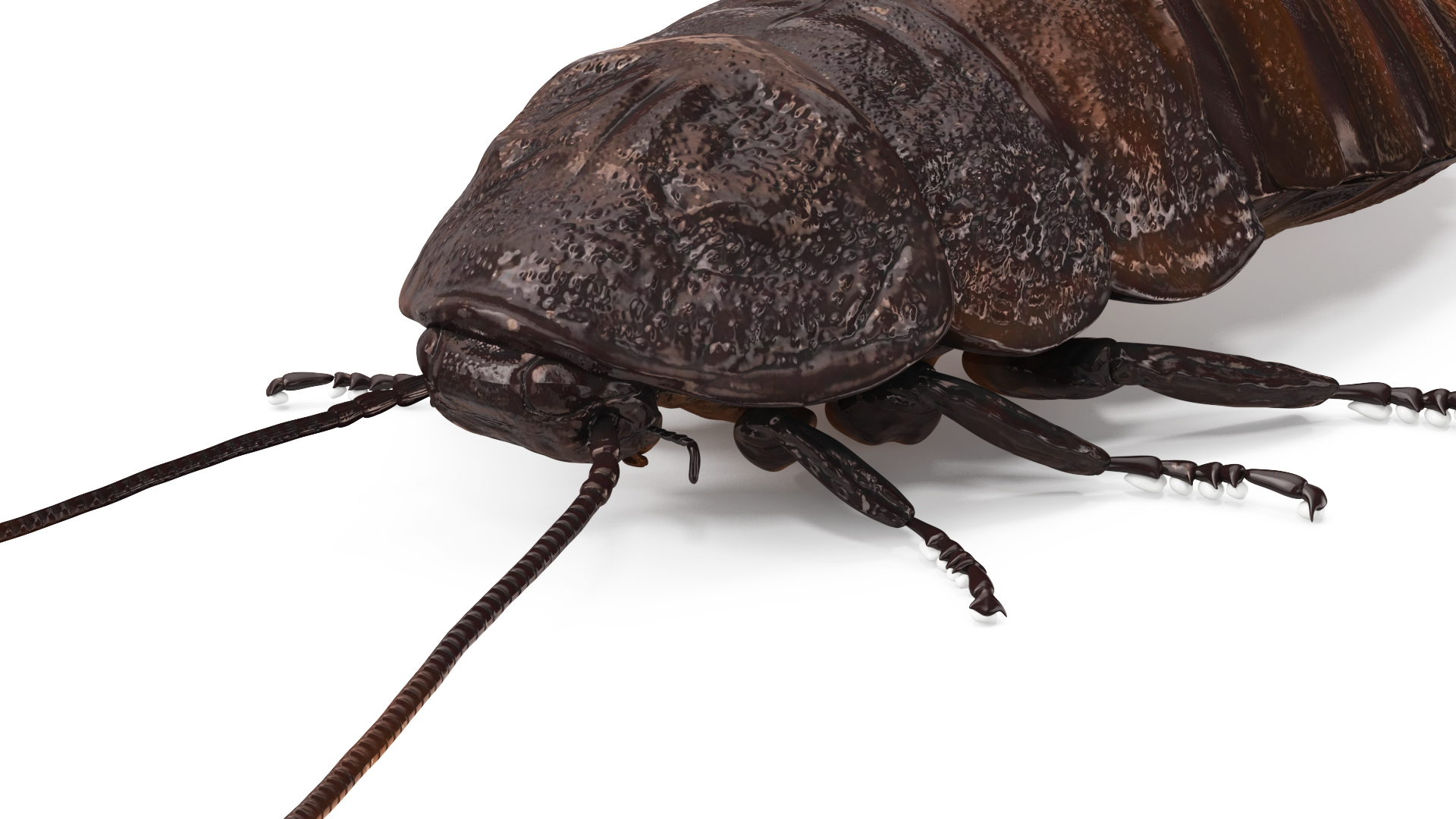 3D Wood Feeding Cockroach Rigged for Maya model