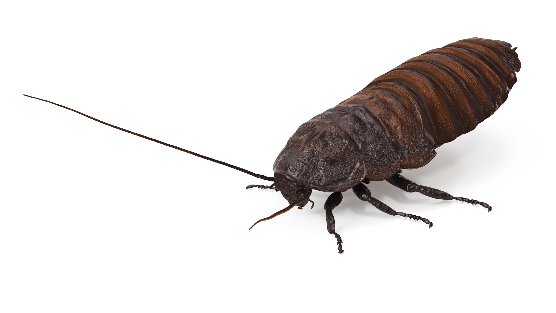 3D Wood Feeding Cockroach Rigged for Maya model