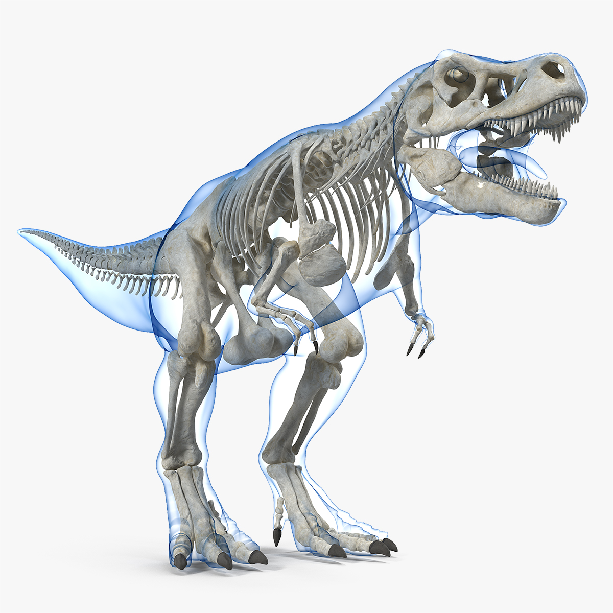 Tyrannosaurus Rex Skeleton with Skin, view 11
