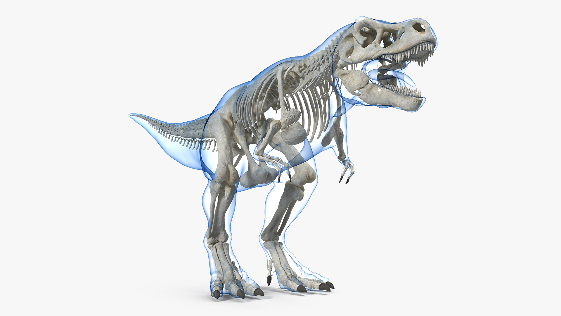 3D Tyrannosaurus Rex Skeleton with Skin
