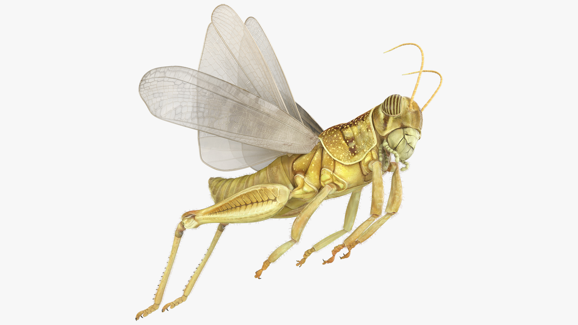 Solitary Desert Locust Fur - Rigged