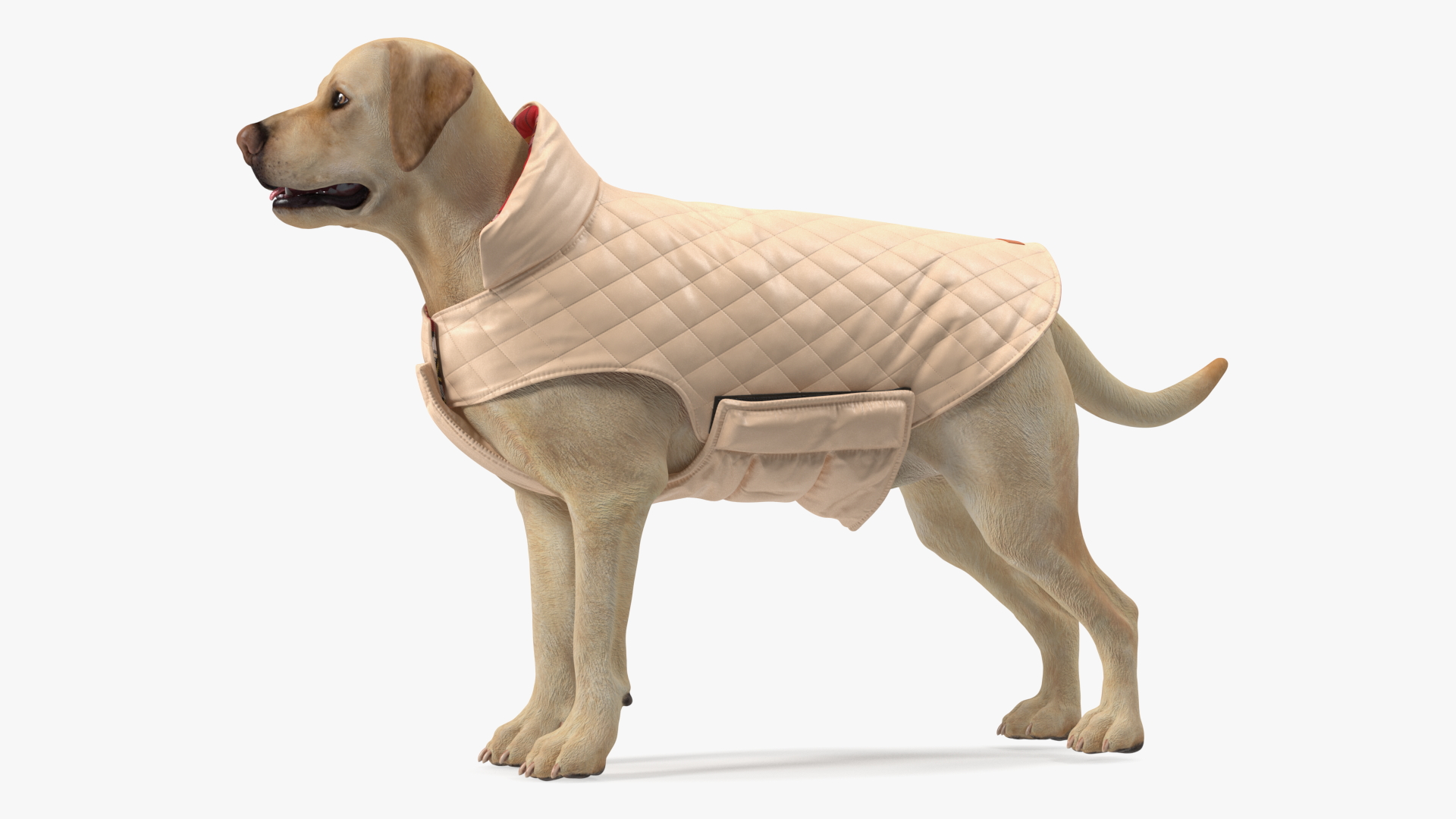 Labrador Wearing Beige Coat 3D