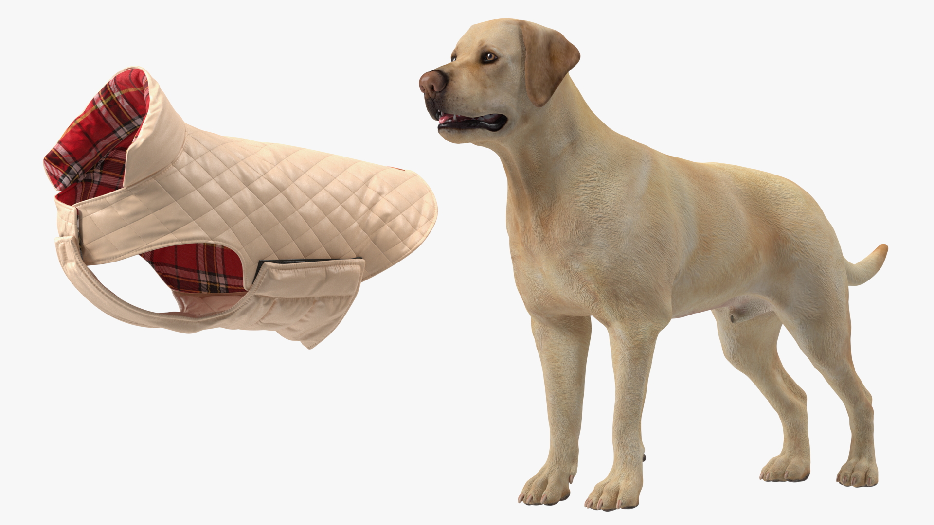 Labrador Wearing Beige Coat 3D