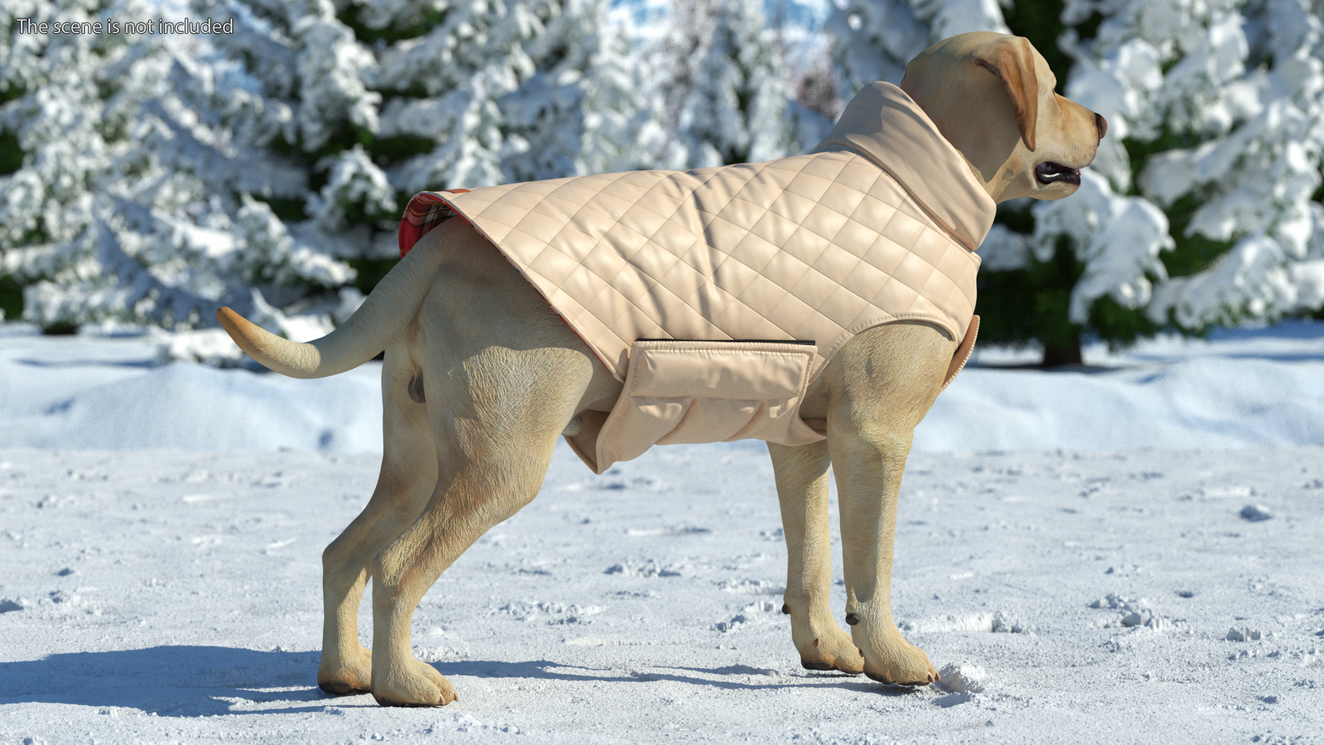 Labrador Wearing Beige Coat 3D