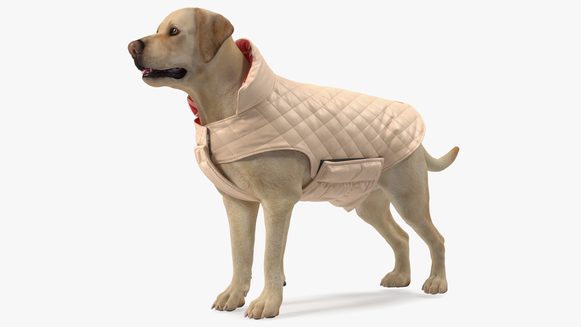 Labrador Wearing Beige Coat 3D