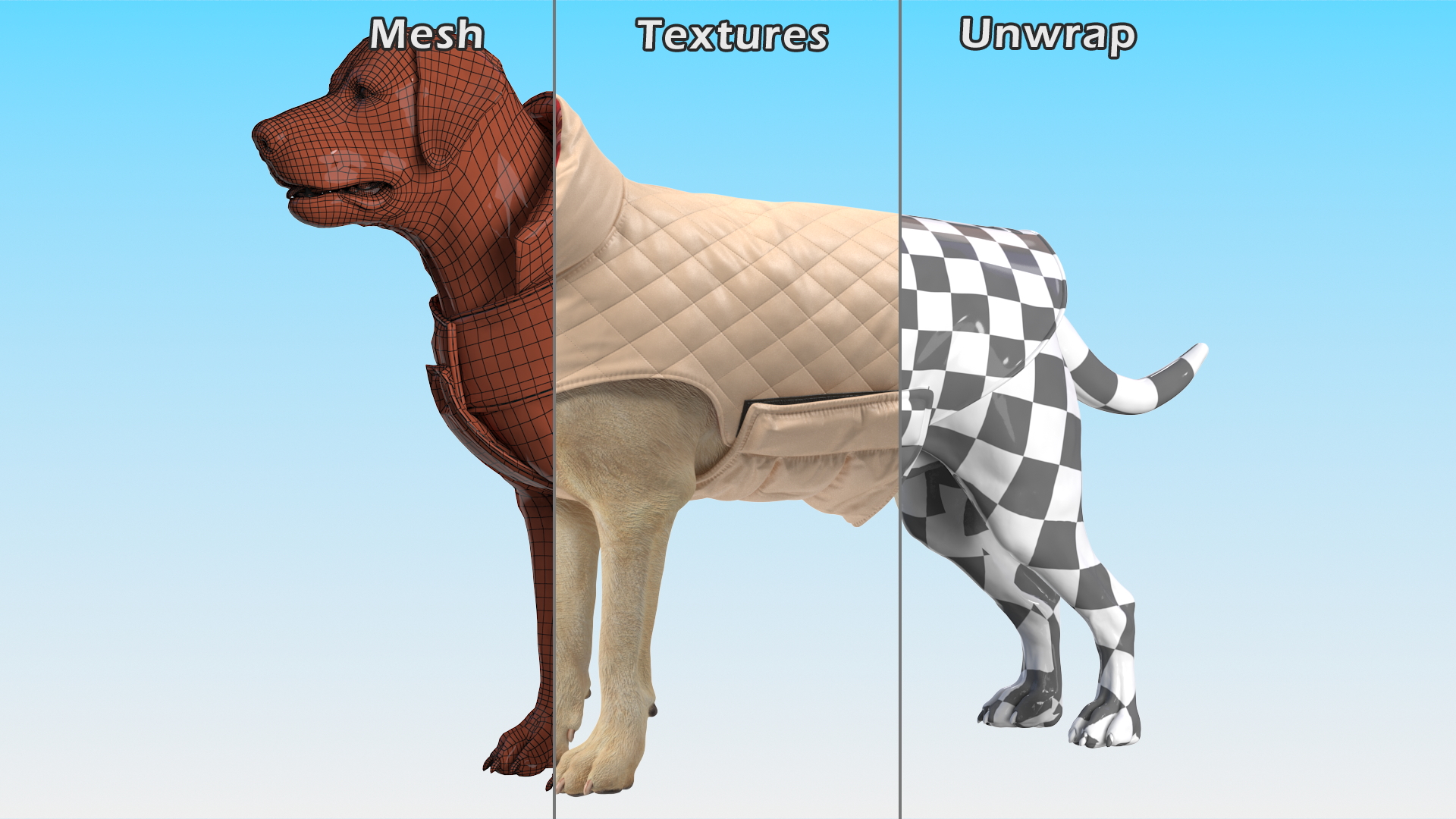 Labrador Wearing Beige Coat 3D
