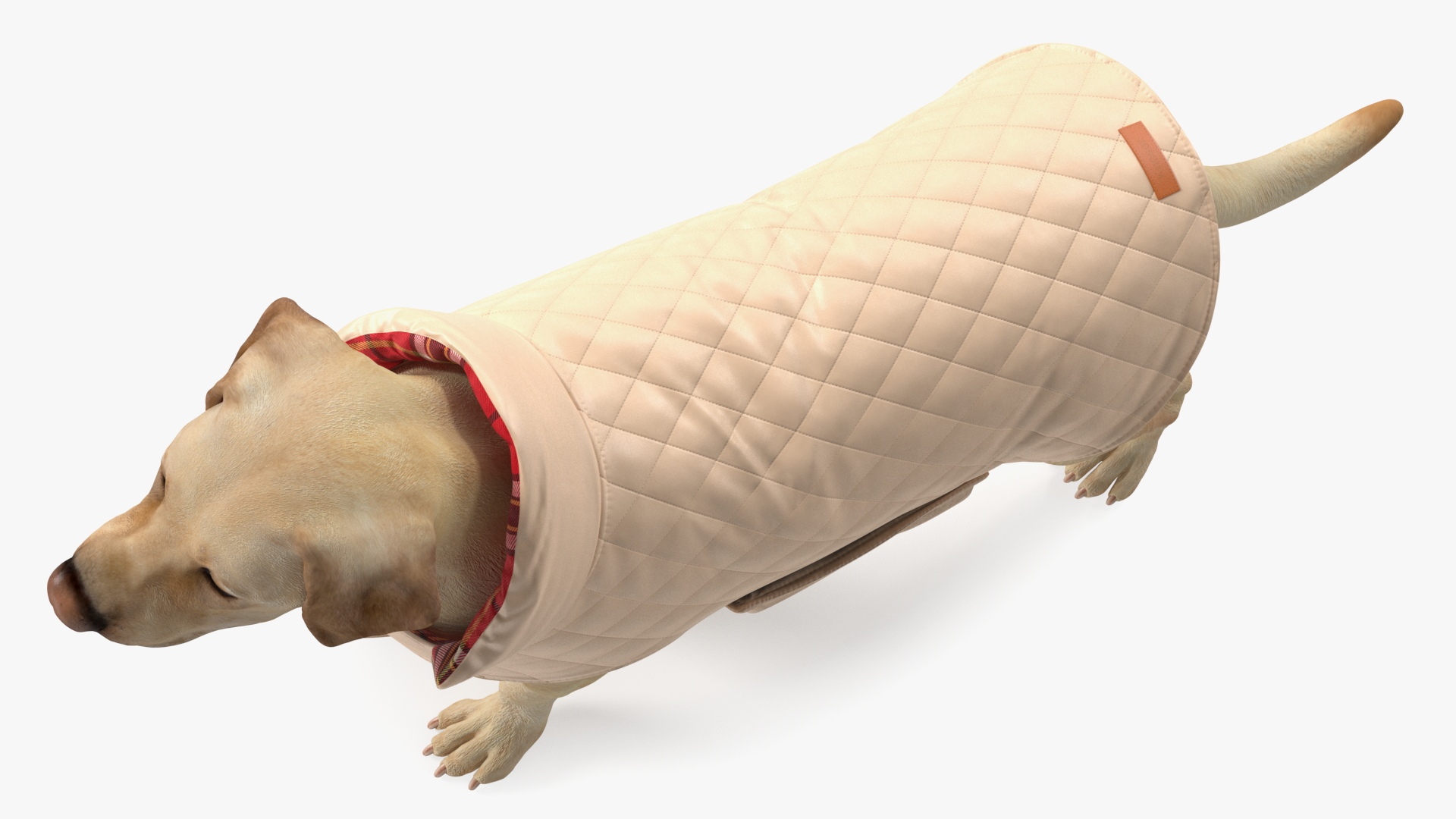 Labrador Wearing Beige Coat 3D