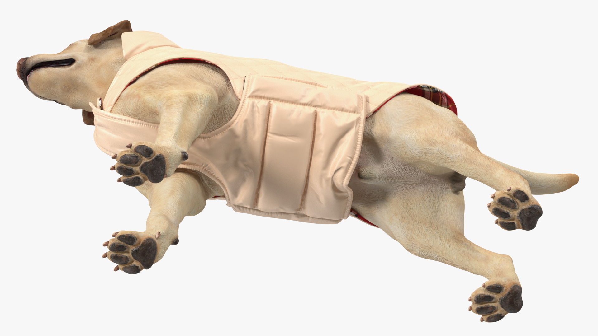 Labrador Wearing Beige Coat 3D