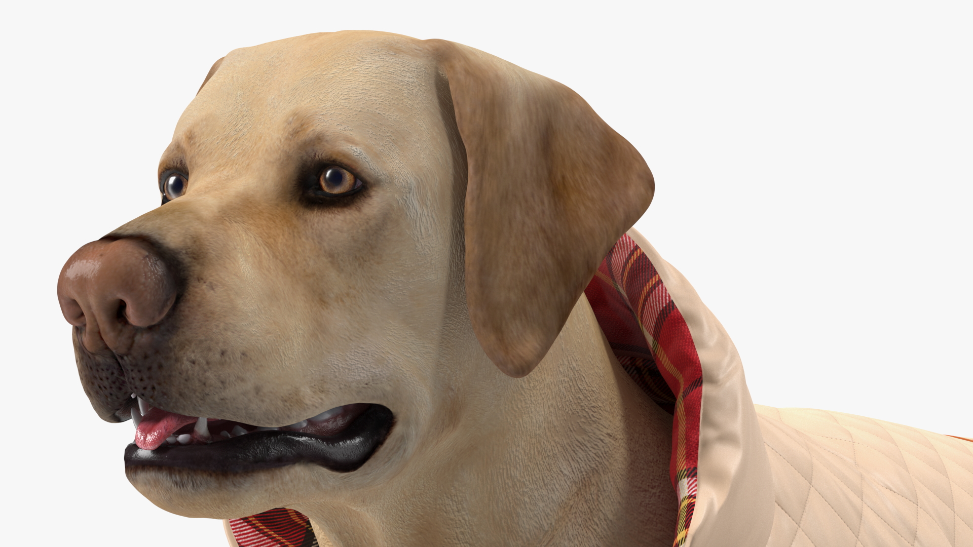 Labrador Wearing Beige Coat 3D