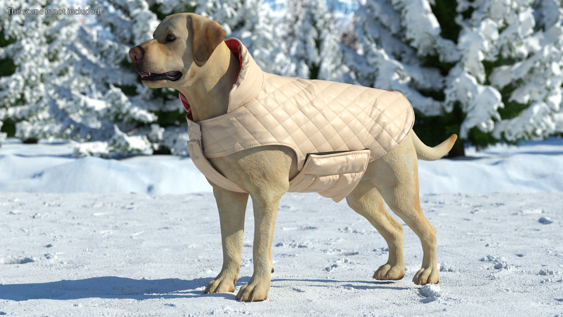 Labrador Wearing Beige Coat 3D
