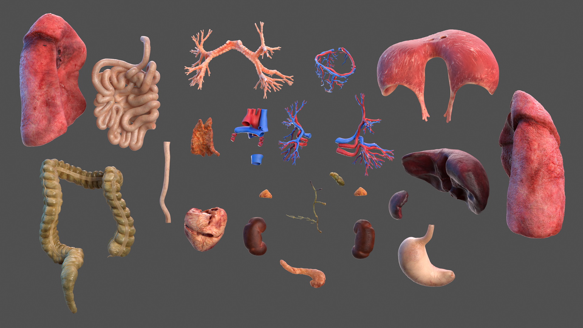 3D Human Internal Organs