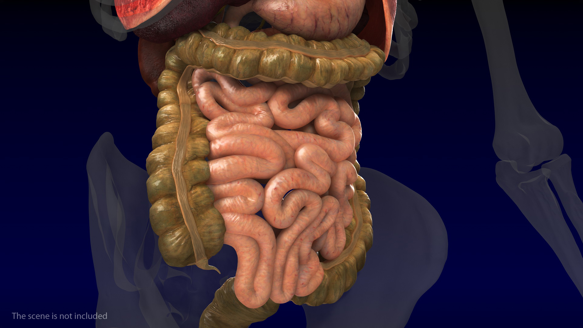 3D Human Internal Organs