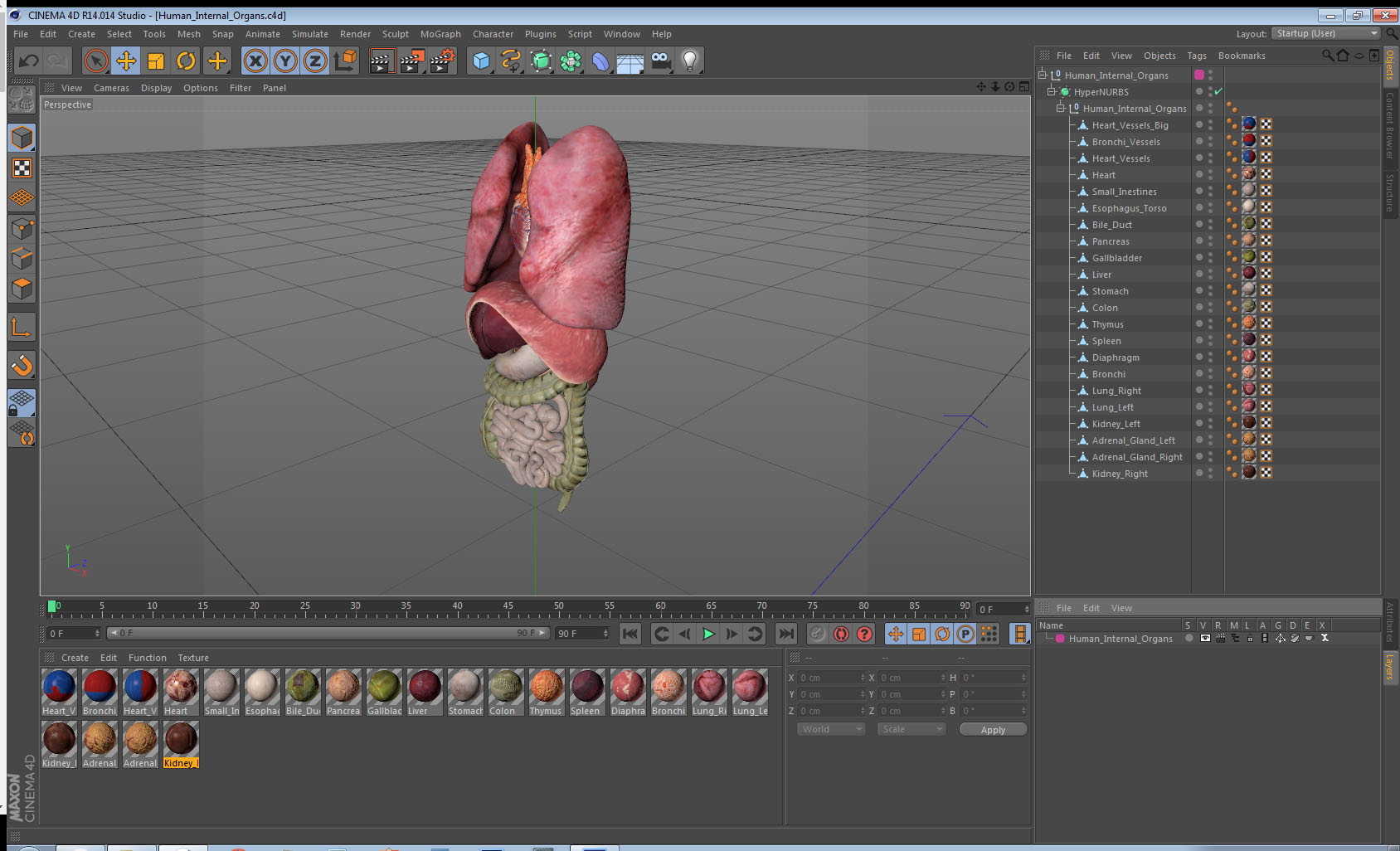 3D Human Internal Organs