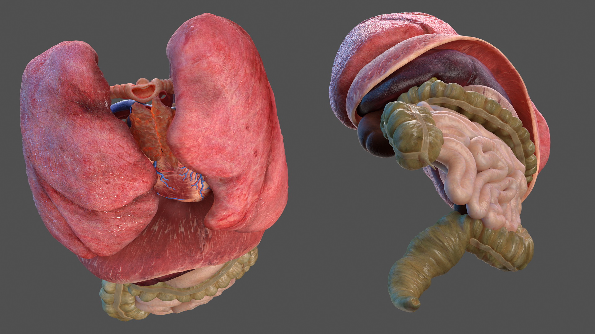 3D Human Internal Organs