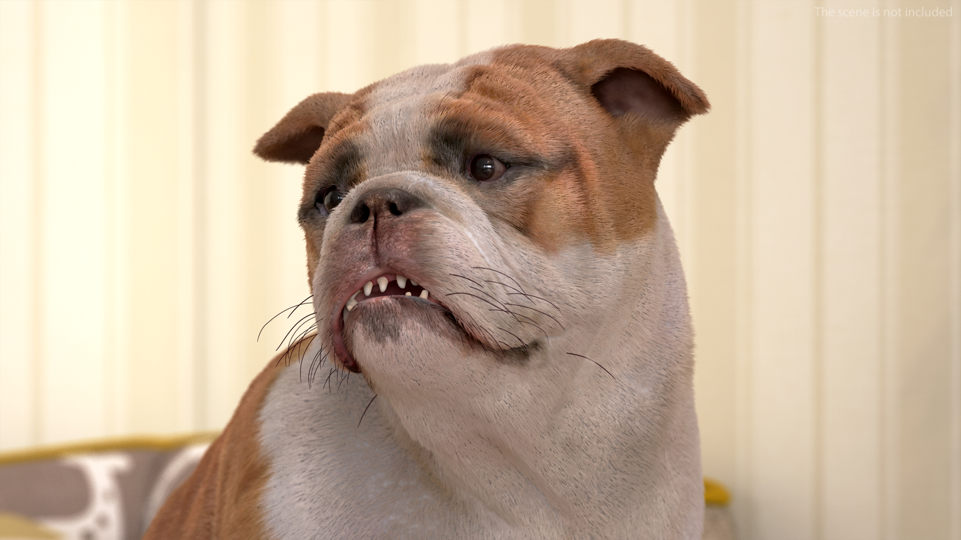 Bulldog Sitting Up Fur 3D