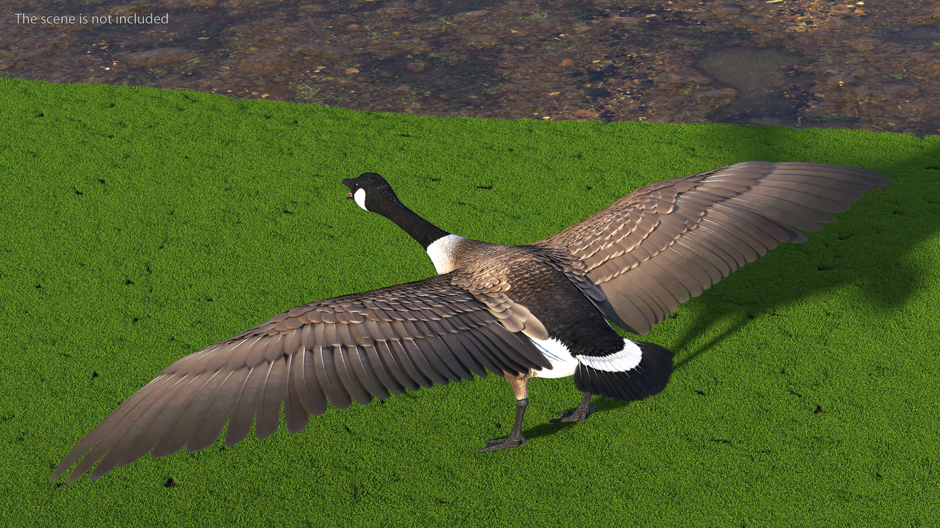 Canada Goose Rigged 3D model