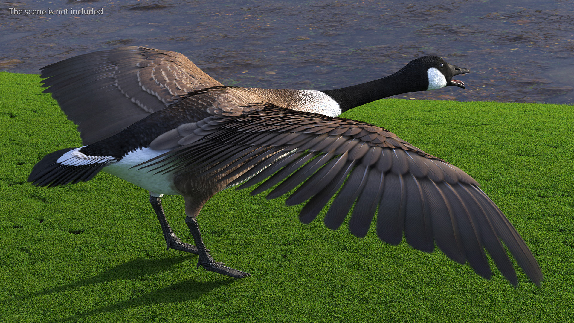 Canada Goose Rigged 3D model