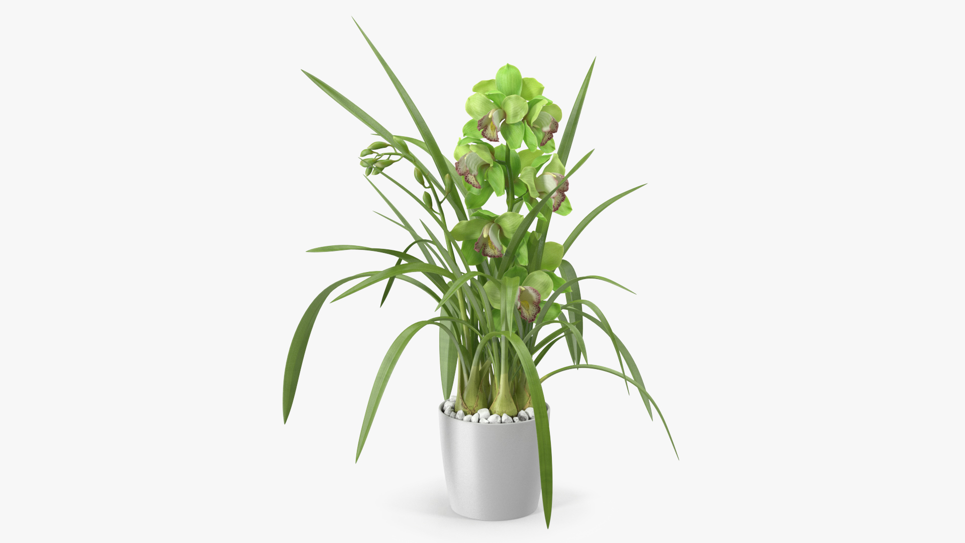 Orchid Pot Flower Green Fur 3D