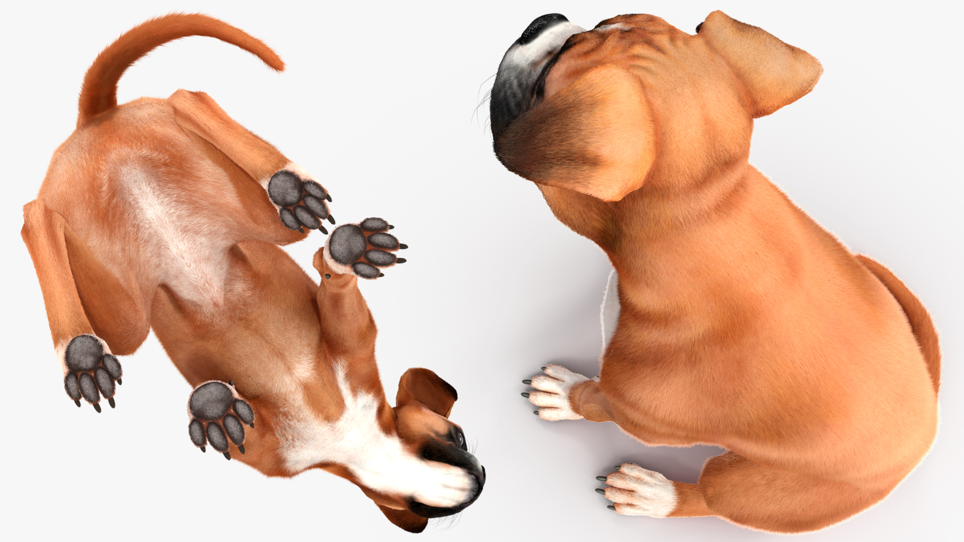 3D Sitting Dog Boxer Fur