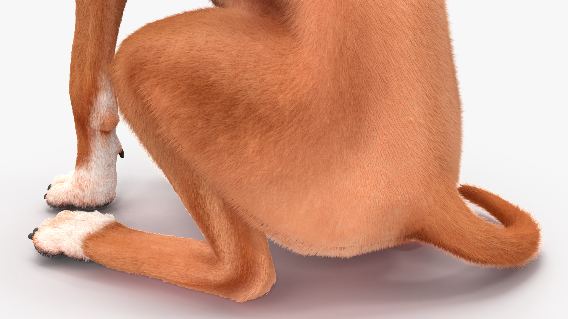 3D Sitting Dog Boxer Fur
