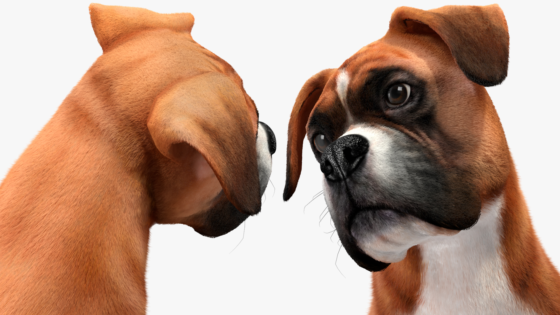 3D Sitting Dog Boxer Fur