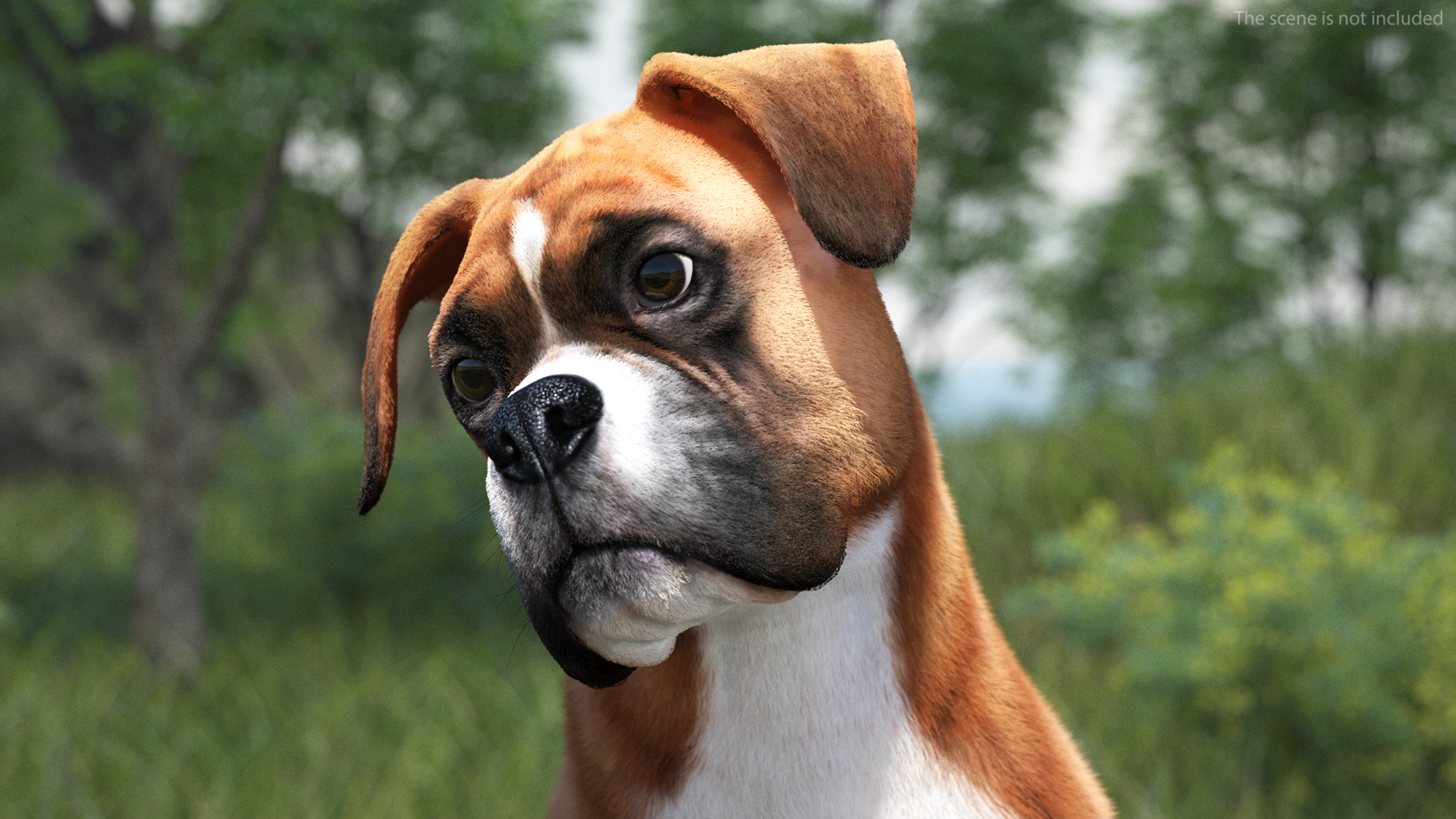 3D Sitting Dog Boxer Fur