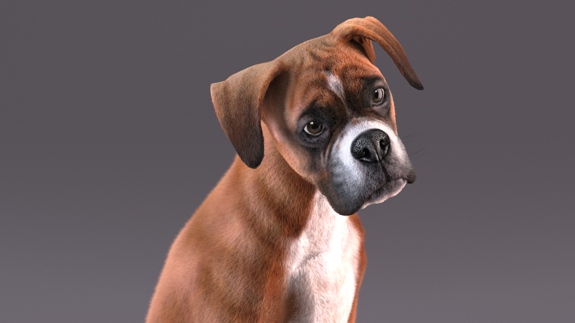 3D Sitting Dog Boxer Fur
