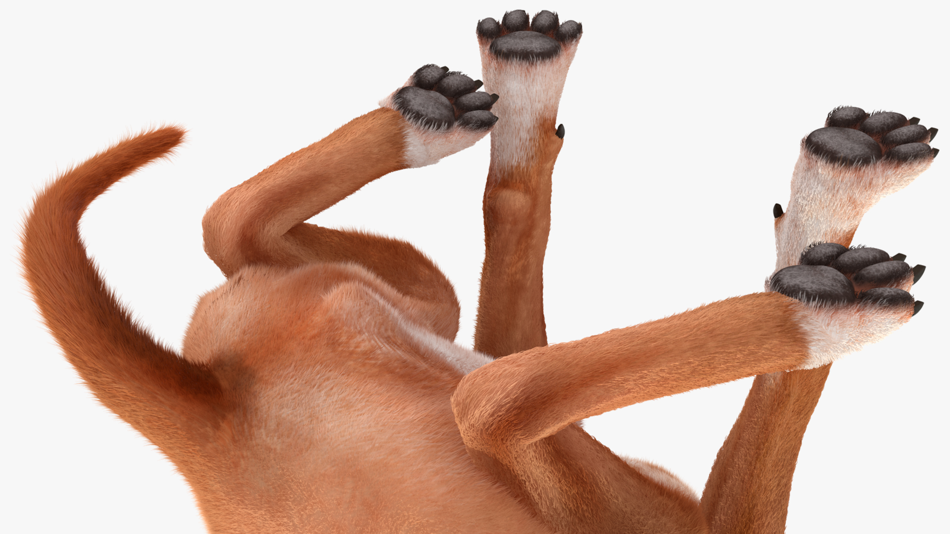 3D Sitting Dog Boxer Fur