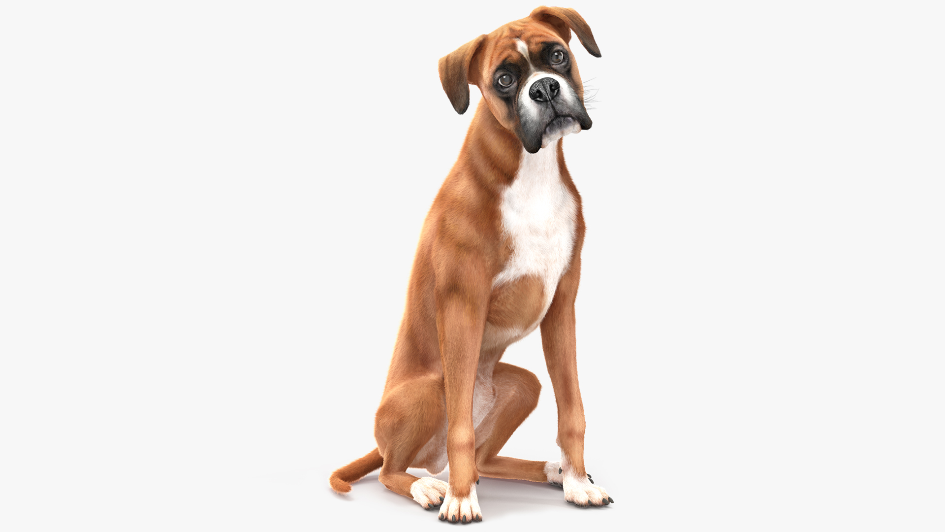 3D Sitting Dog Boxer Fur