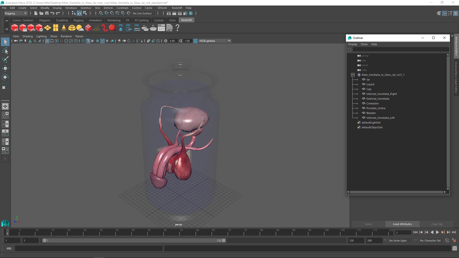 Male Genitalia in Glass Jar 3D