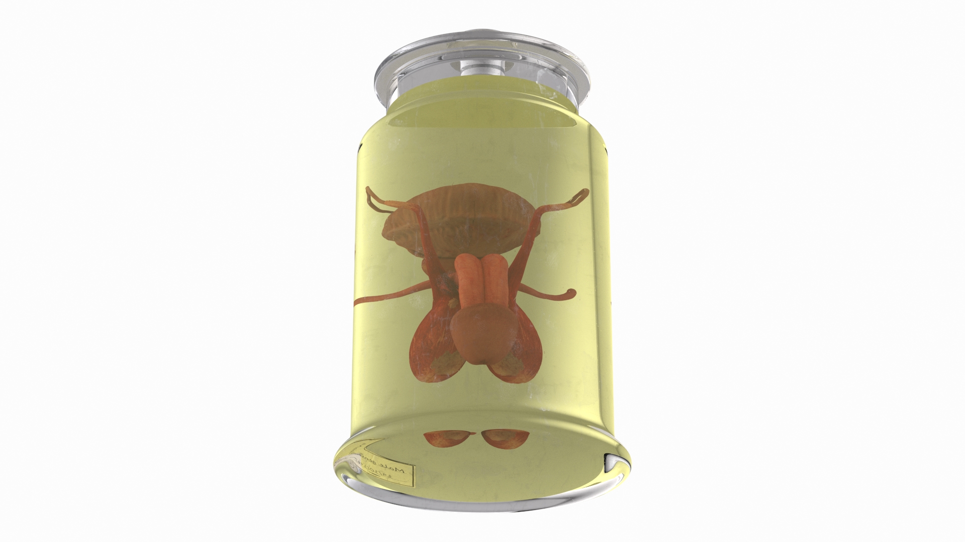 Male Genitalia in Glass Jar 3D