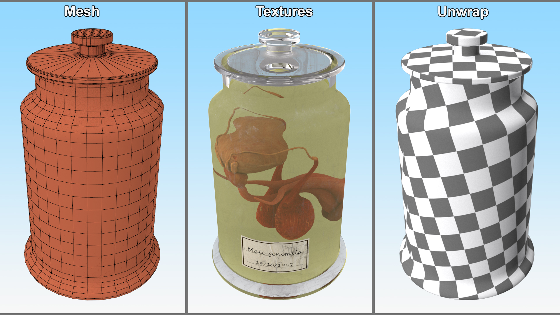 Male Genitalia in Glass Jar 3D