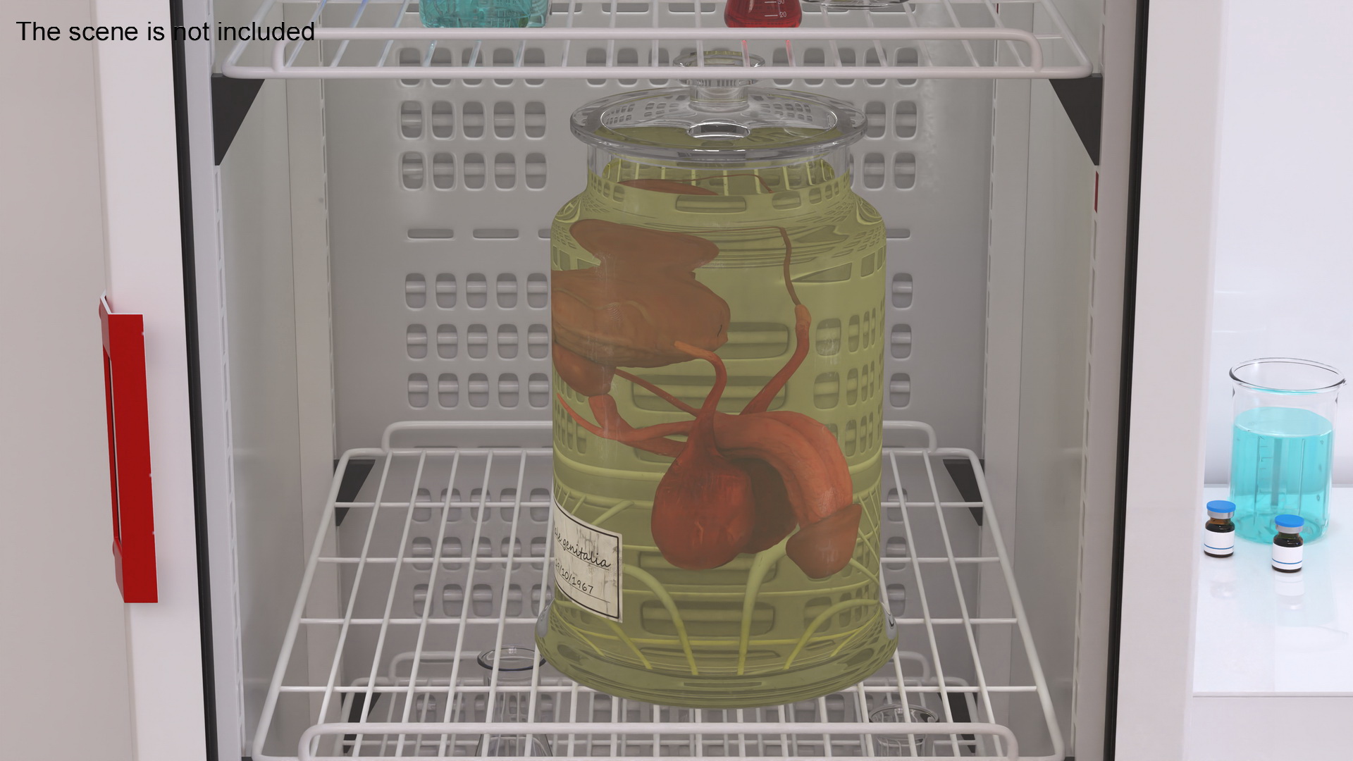 Male Genitalia in Glass Jar 3D